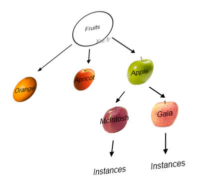 Objets JavaScript représentant des fruits